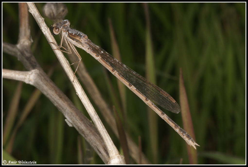 Damselfly for ID