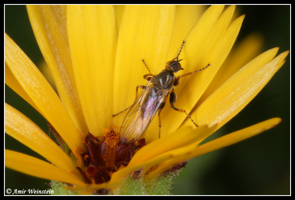 Diptera d''Israele: