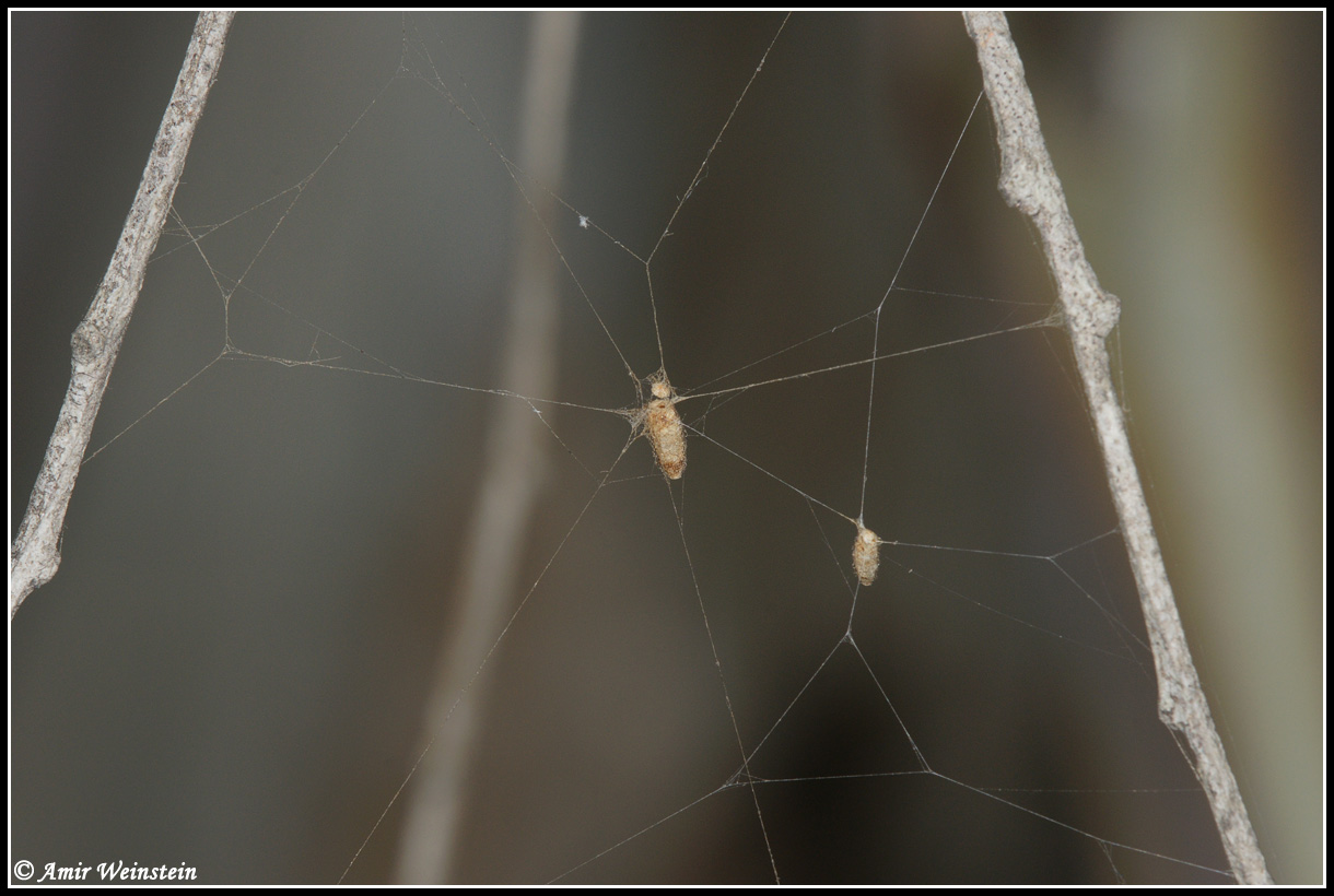 Araneae d''Israele - Need ID