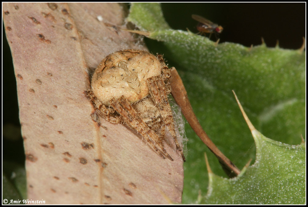 Araneae d''Israele - Need ID