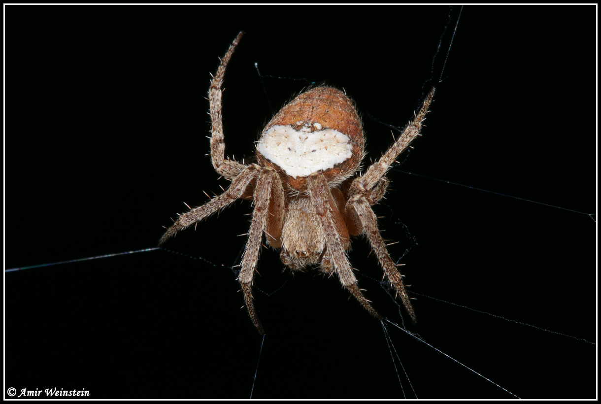 Araneae d''Israele - Need ID