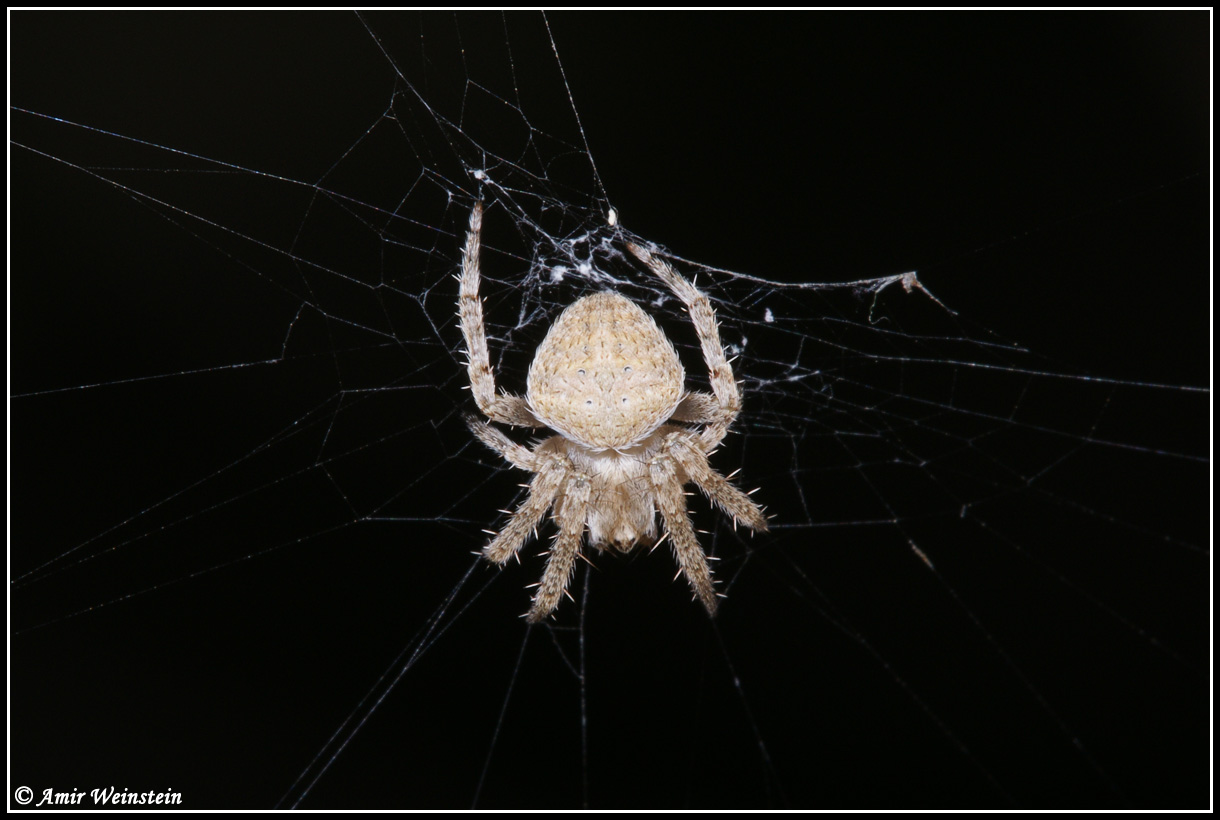 Araneae d''Israele - Need ID