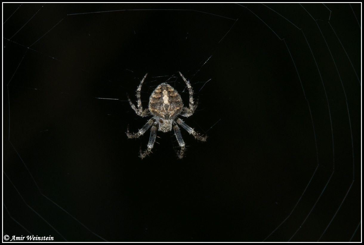 Araneae d''Israele - Need ID