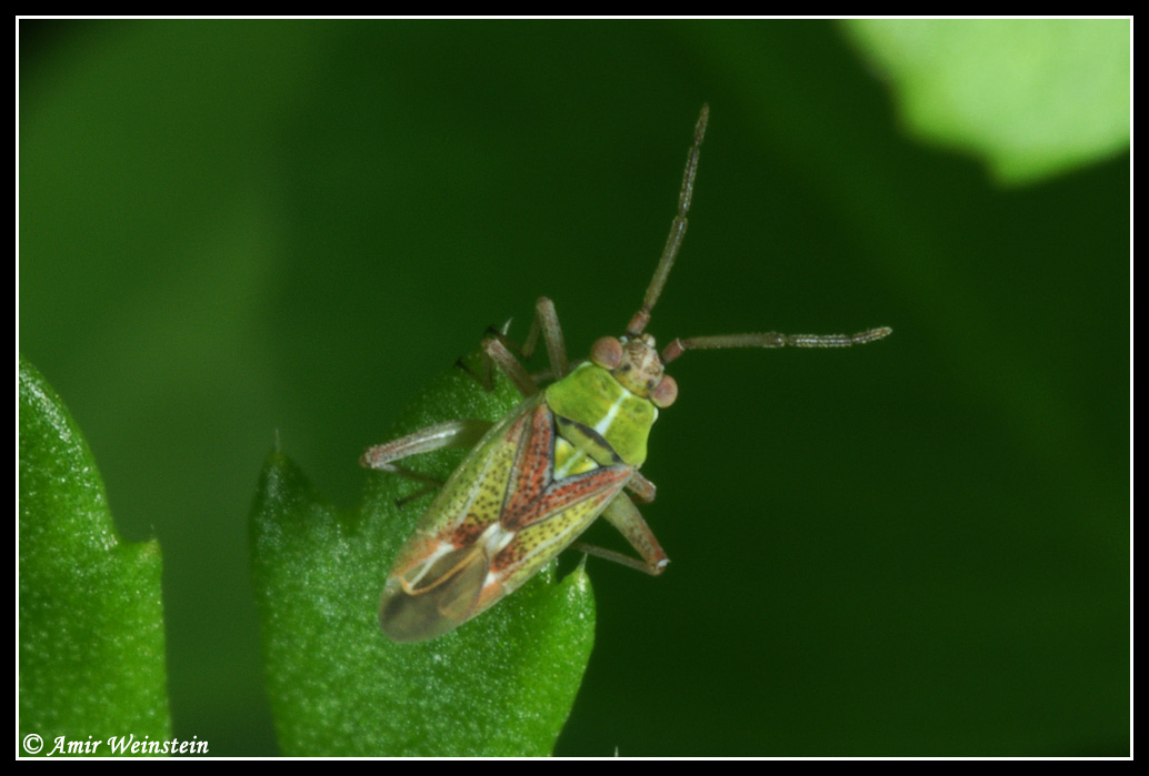 Heteroptera d''Israele: Conostethus venustus e Mustha sp.