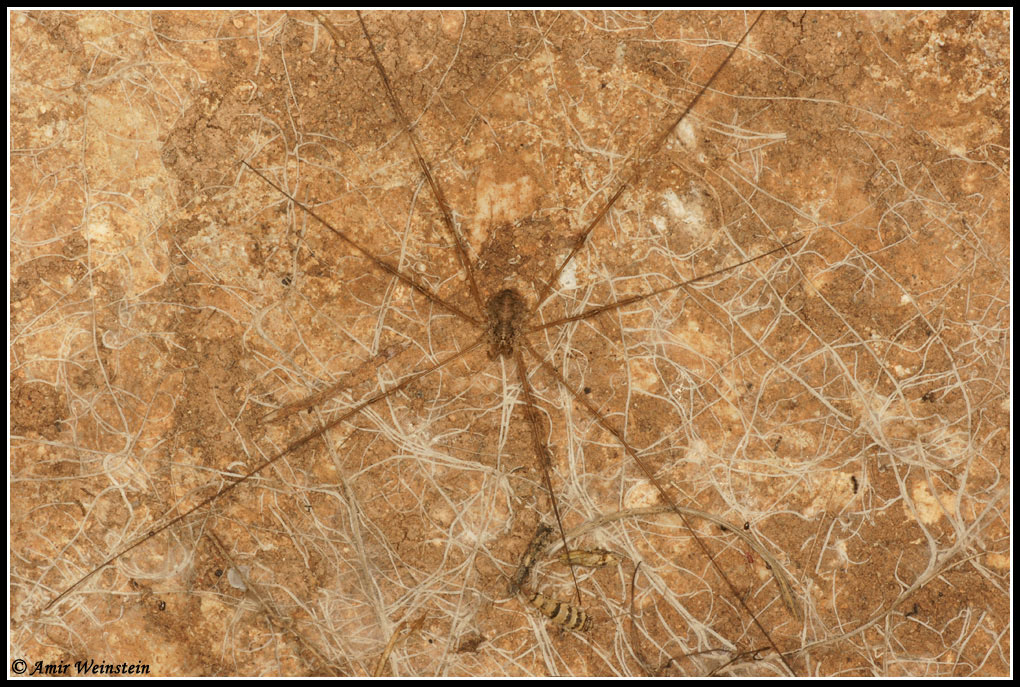 Harvestmen and Spiders from Israel