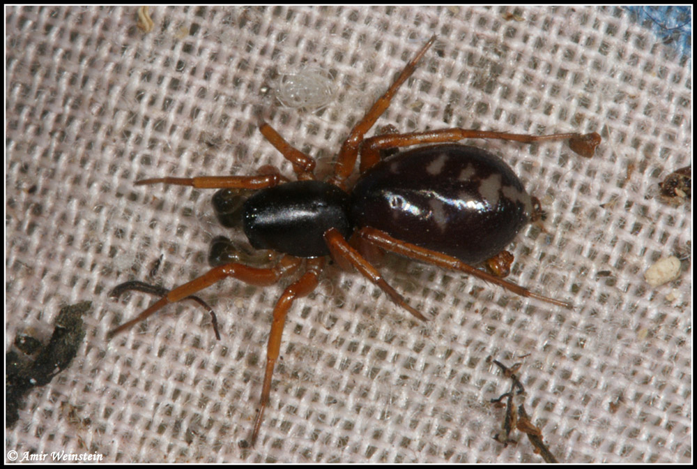 Araneae d''Israele - Need ID