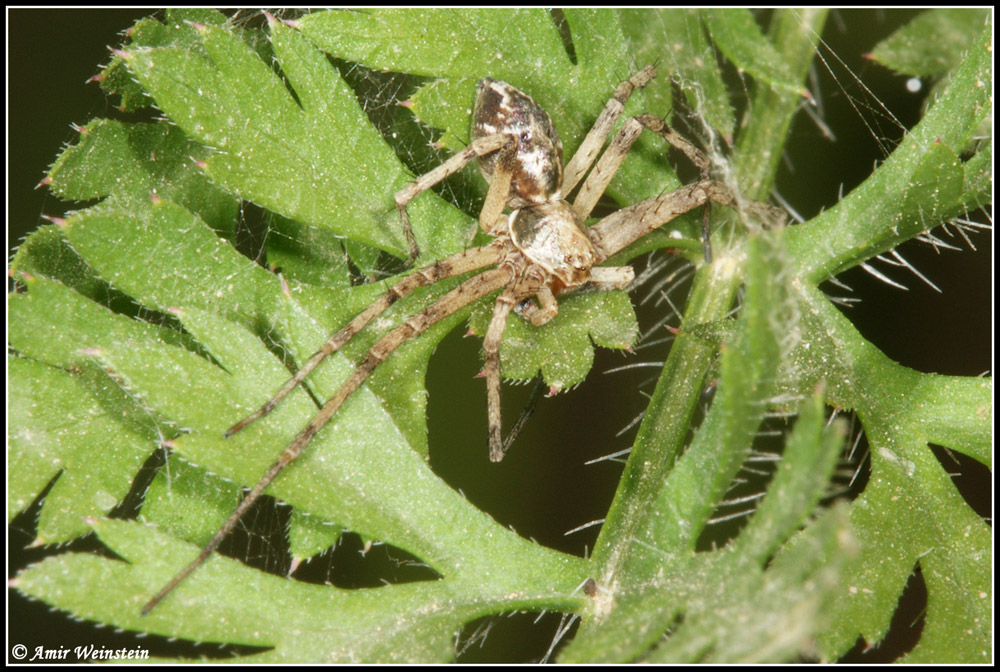 Araneae d''Israele - Need ID