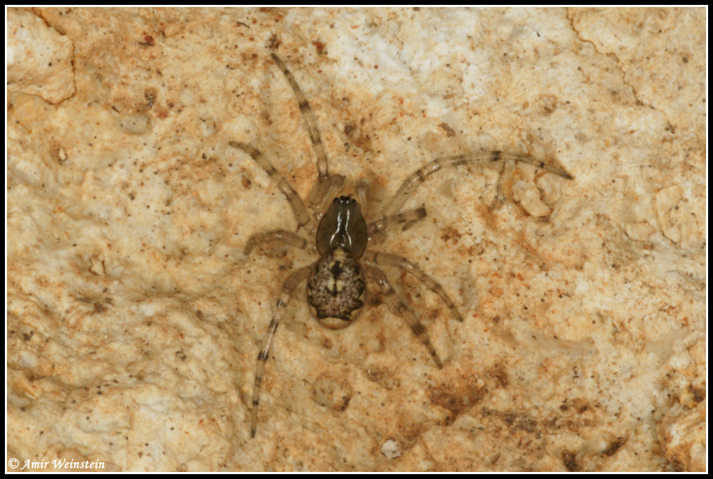 Harvestmen and Spiders from Israel