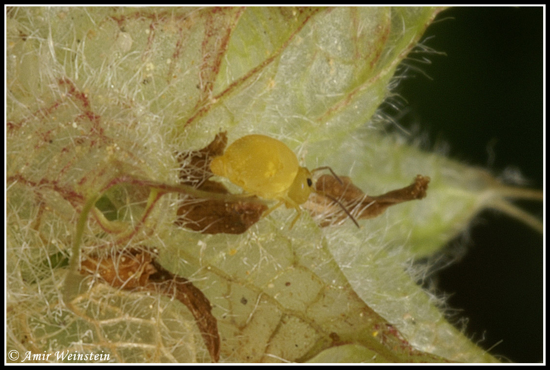 Collembola d''Israele