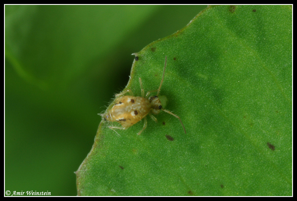 Collembola d''Israele