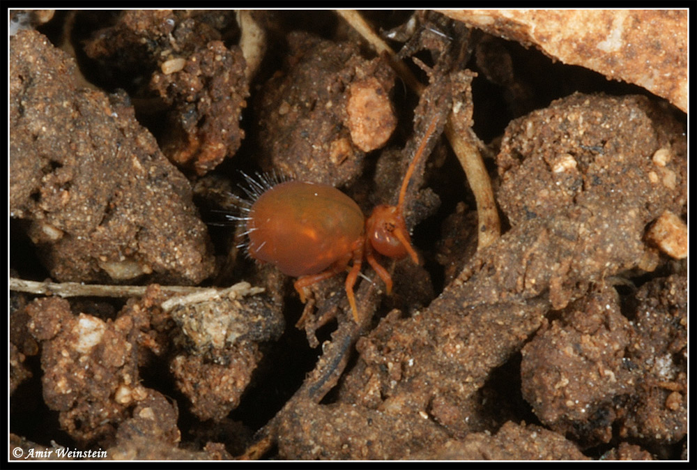 Collembola d''Israele