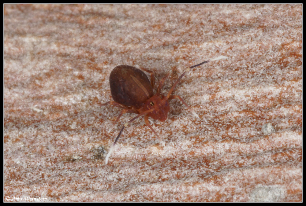 Collembola d''Israele