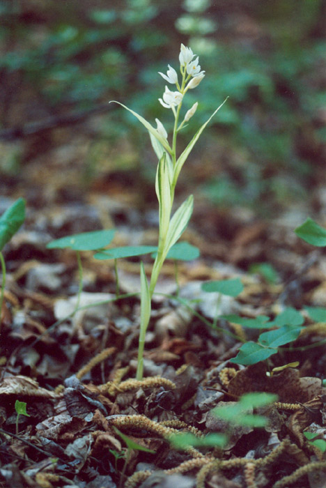 cephalanthera longifolia variegata