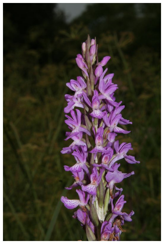 Dactylorhiza elata subsp. sesquipedalis / Orchide sesquipedale