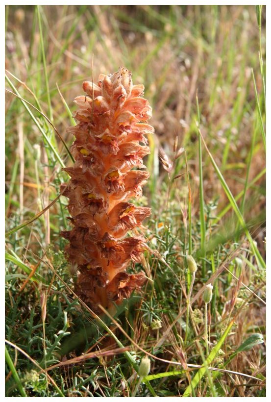 Orobanche rigens / Succiamele rigida