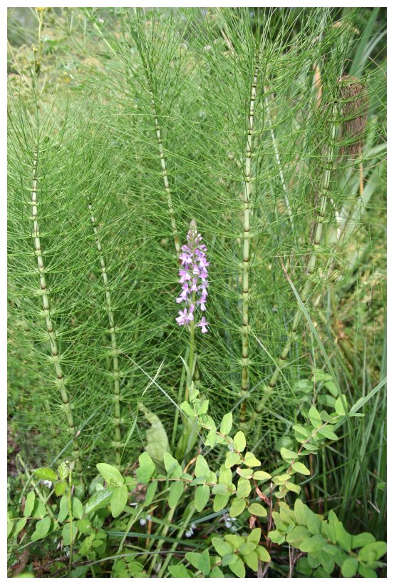 Dactylorhiza elata subsp. sesquipedalis / Orchide sesquipedale
