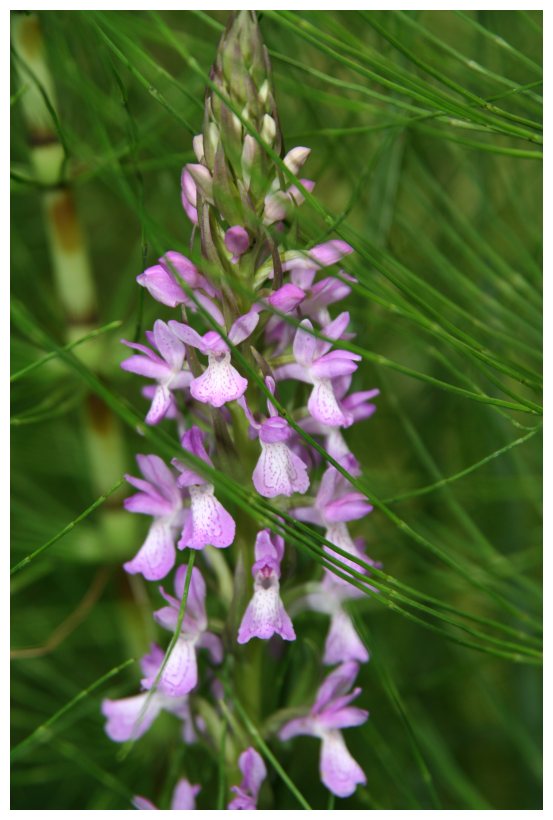 Dactylorhiza elata subsp. sesquipedalis / Orchide sesquipedale
