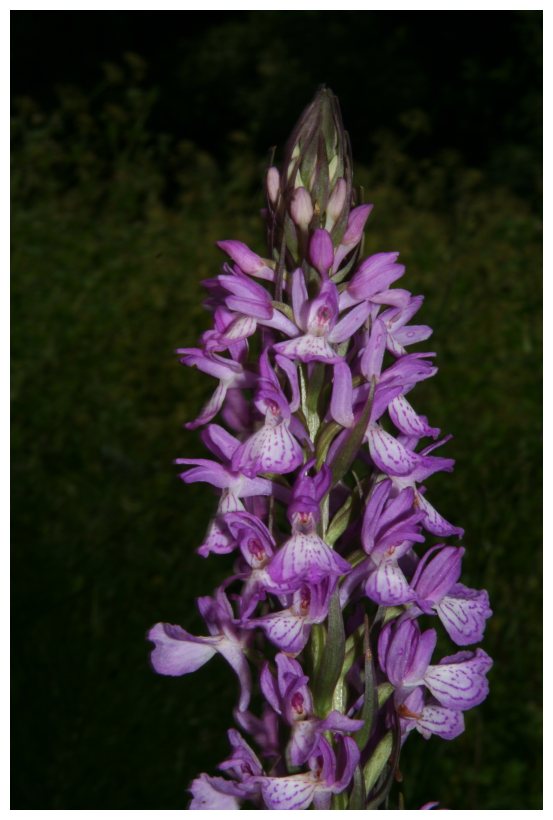 Dactylorhiza elata subsp. sesquipedalis / Orchide sesquipedale