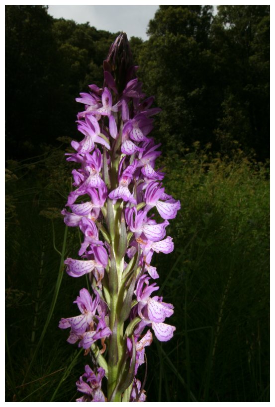 Dactylorhiza elata subsp. sesquipedalis / Orchide sesquipedale