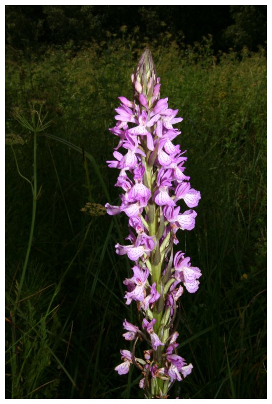 Dactylorhiza elata subsp. sesquipedalis / Orchide sesquipedale