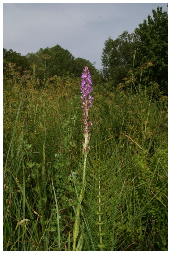Dactylorhiza elata subsp. sesquipedalis / Orchide sesquipedale