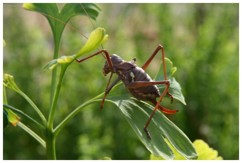 Uromenus (Bolivarius) brevicollis insularis