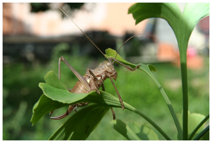 Uromenus (Bolivarius) brevicollis insularis