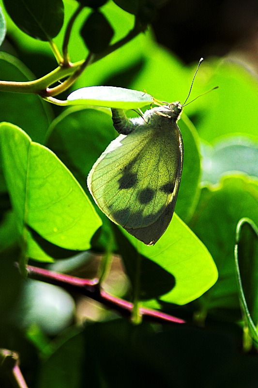 Pieris brassicae