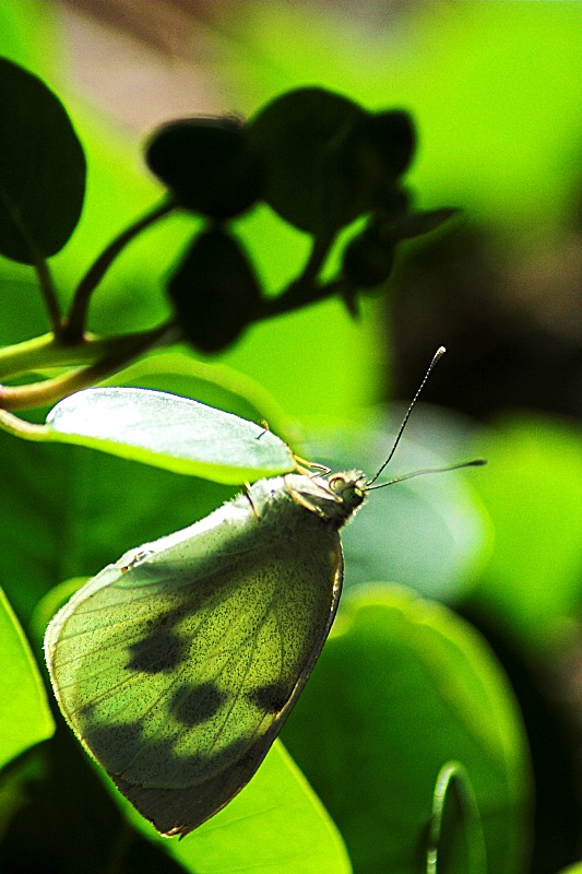 Pieris brassicae