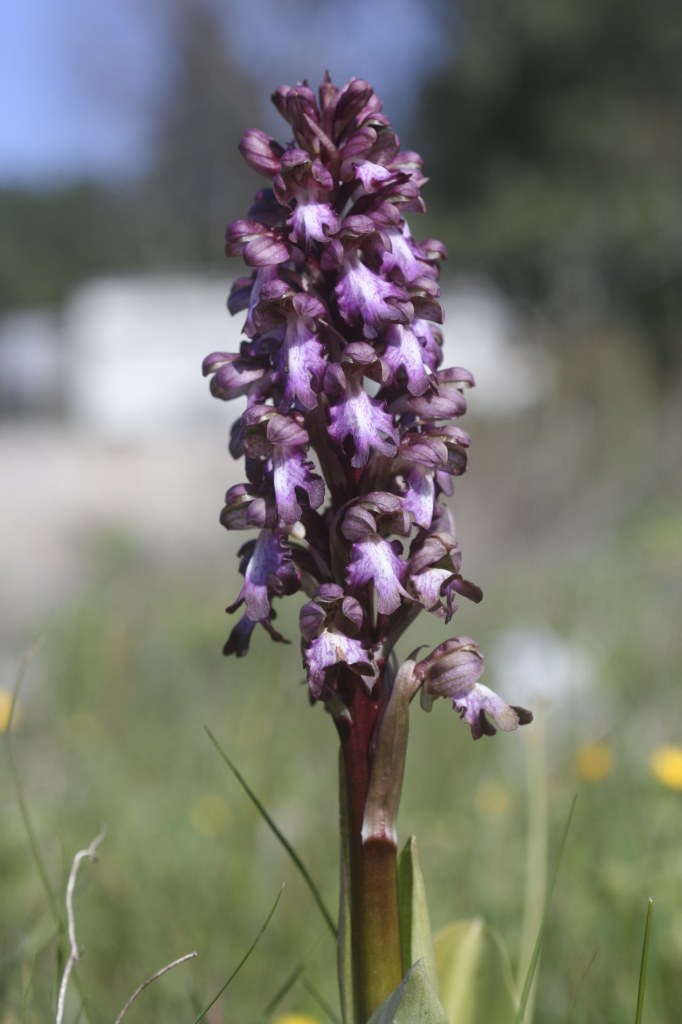 Barlia robertiana / Barlia