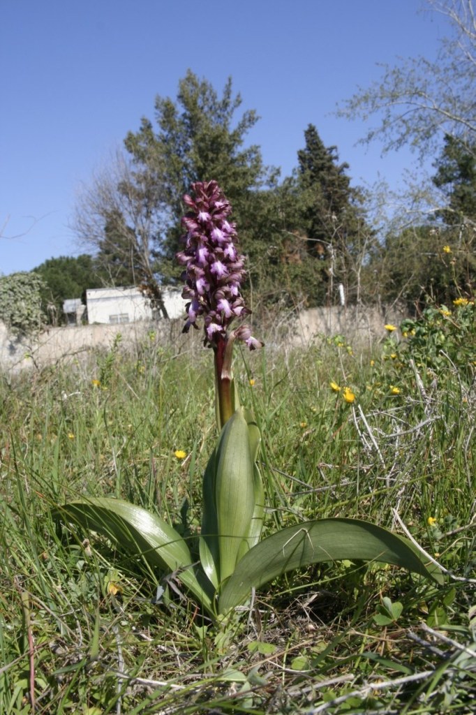 Barlia robertiana / Barlia