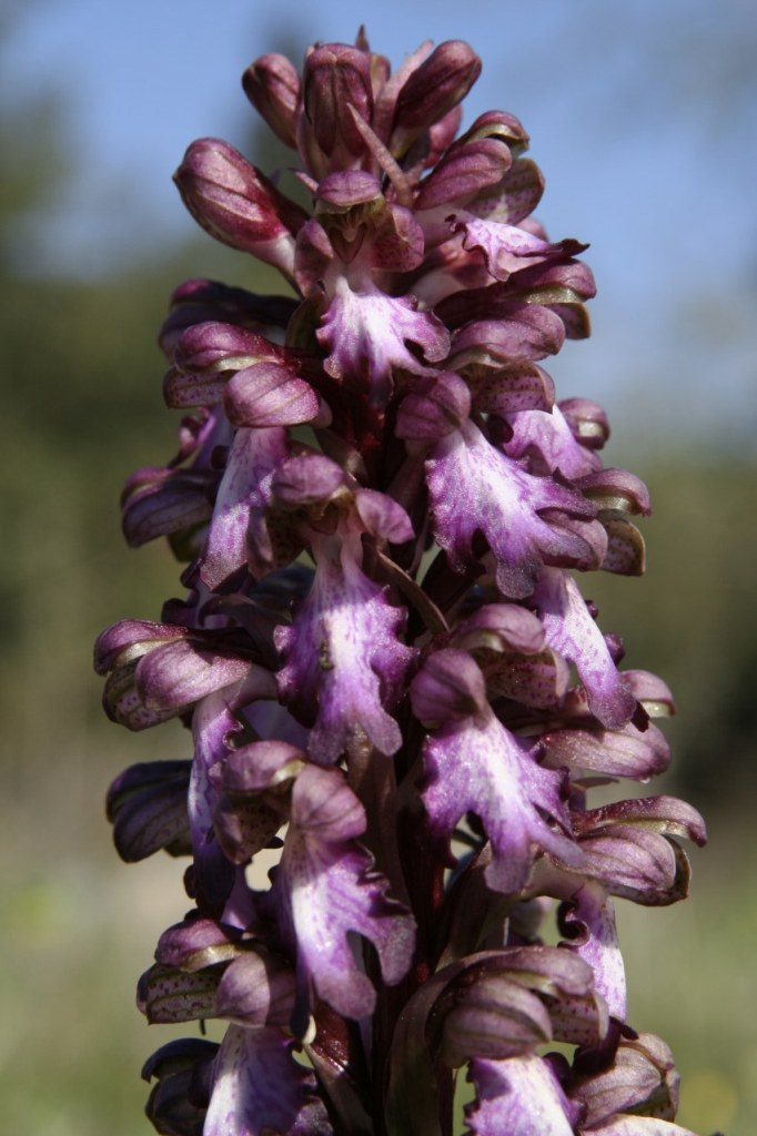Barlia robertiana / Barlia