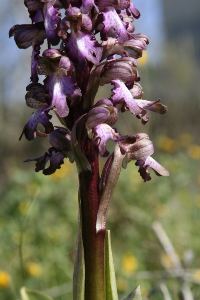 Barlia robertiana / Barlia