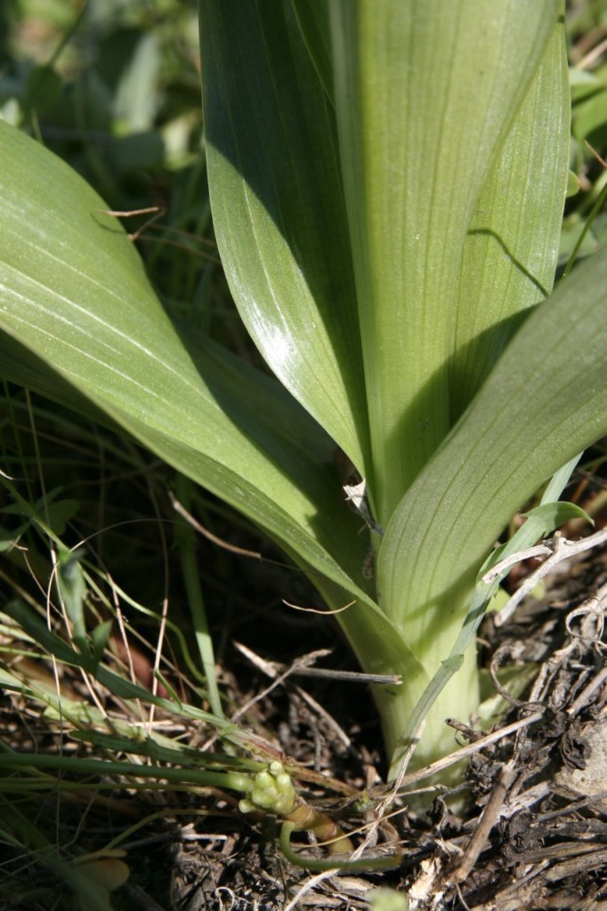 Barlia robertiana / Barlia