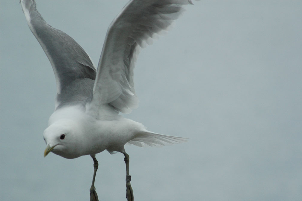Gavina in volo