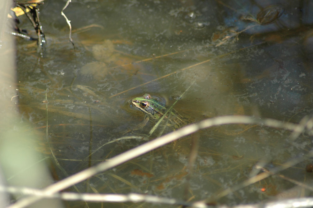 Rana esculenta - Pelophylax sp. (prov. Napoli)