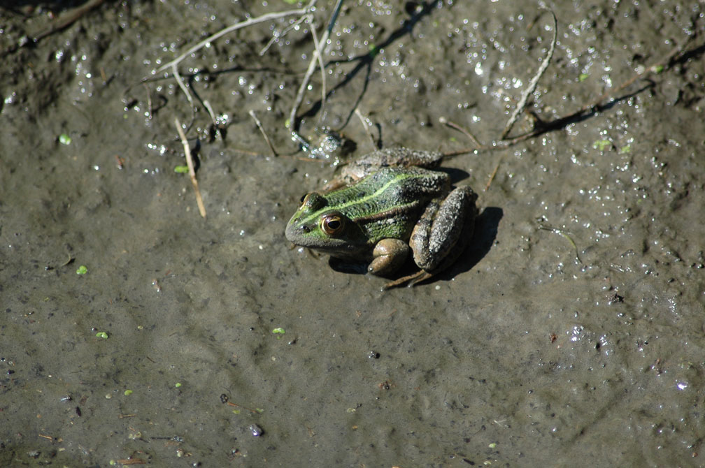 Rana esculenta - Pelophylax sp. (prov. Napoli)