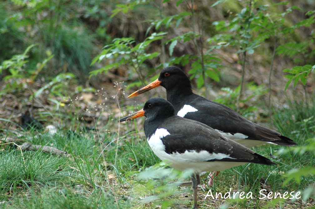 Haematopus ostralegus