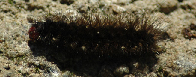 Bruco da identificare