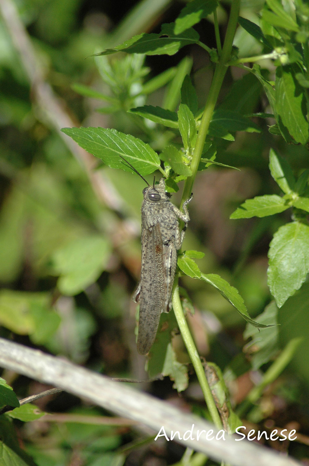 Identificazione cavalletta: Anacridium aegyptium