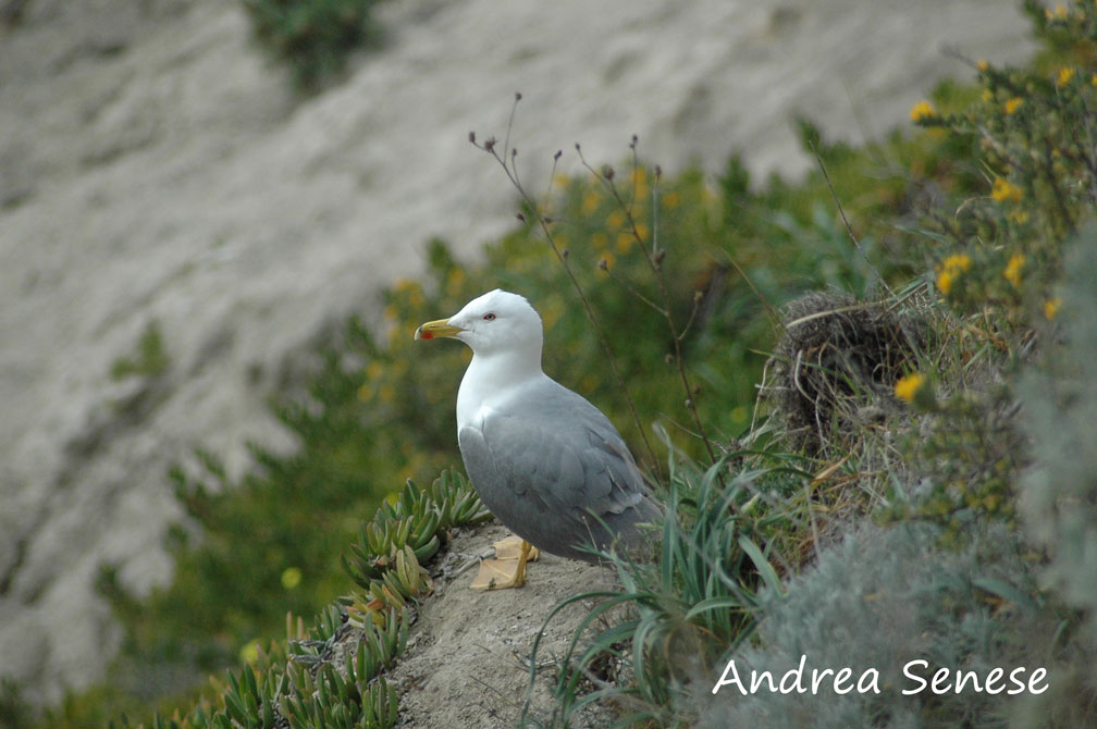 Uccelli e macchia mediterranea