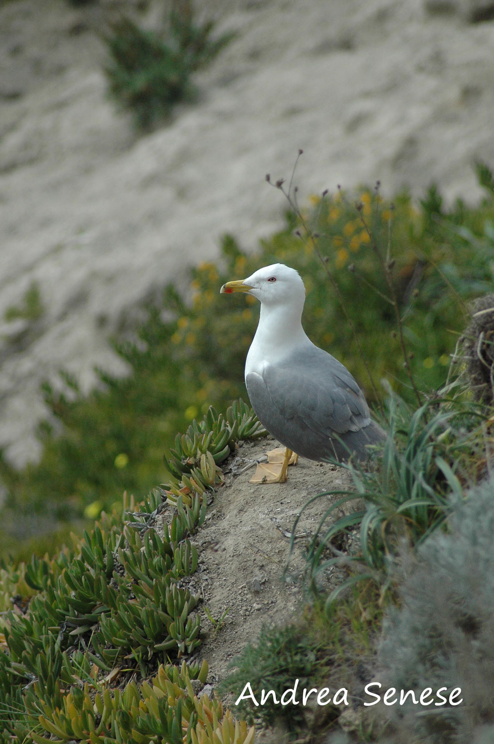 Uccelli e macchia mediterranea