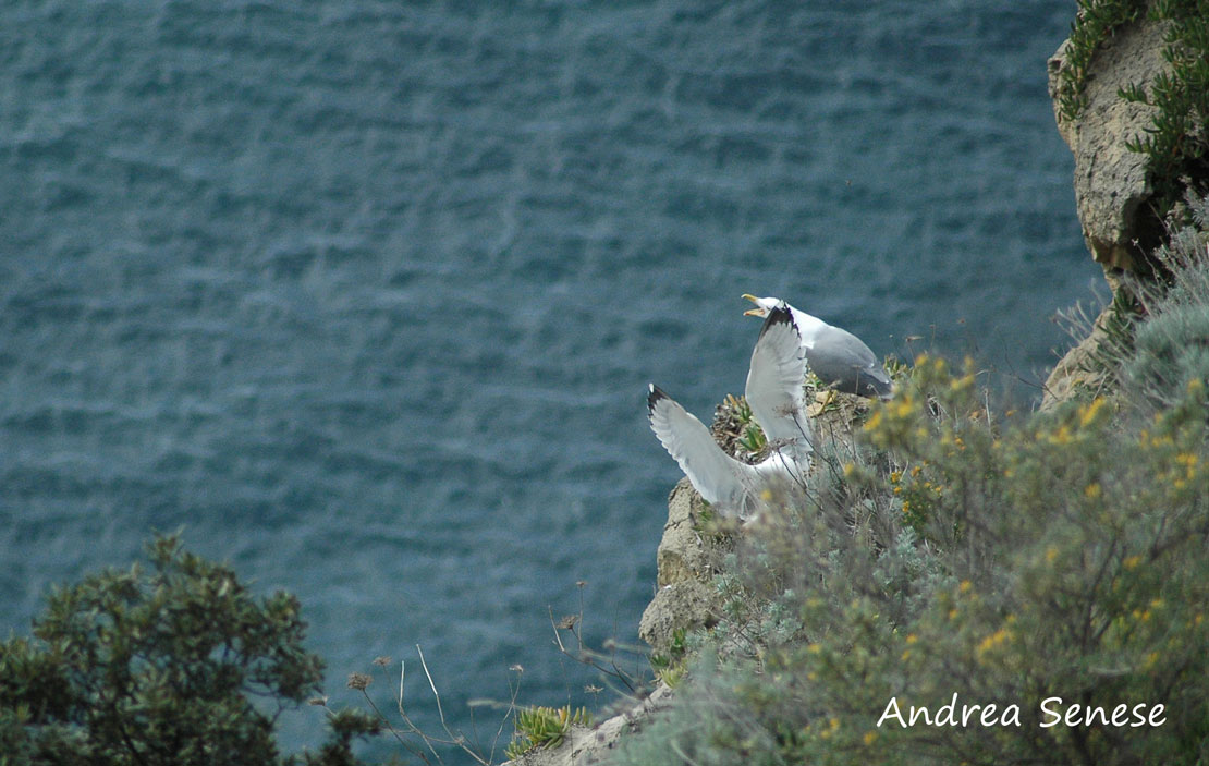 Uccelli e macchia mediterranea