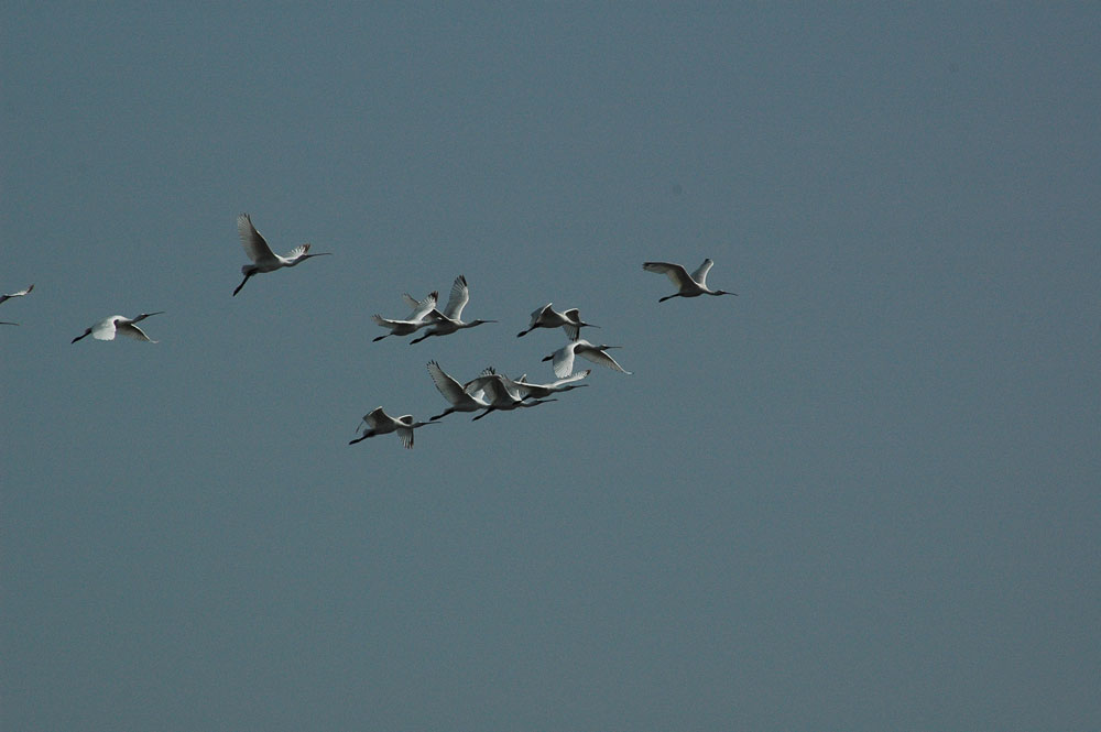 Platalea leucorodia