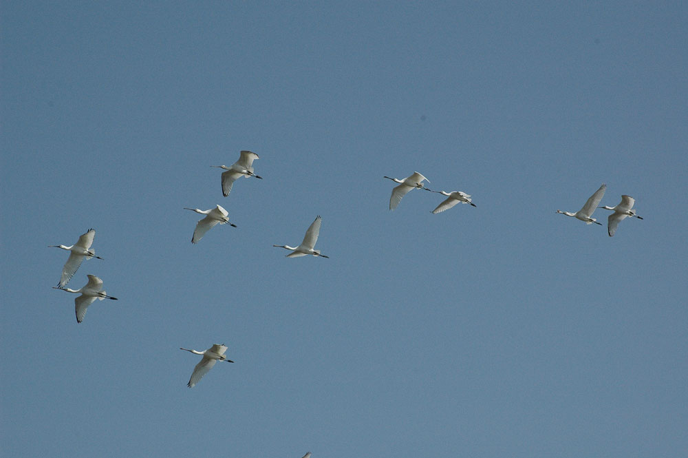 Platalea leucorodia