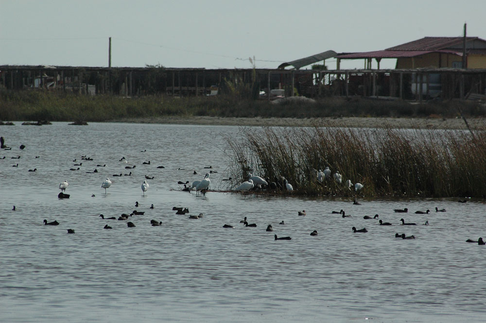 Platalea leucorodia