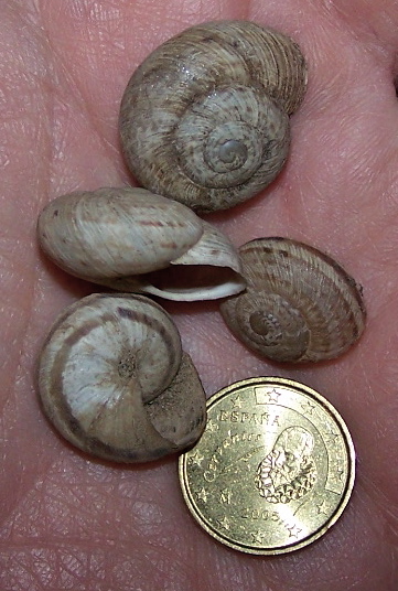 Iberus marmoratus (Ferussac 1822)
