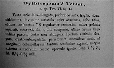 Iglica tellinii (Pollonera, 1887)