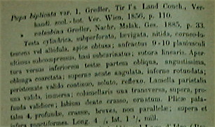 Argna valsabina (Spinelli, 1851)