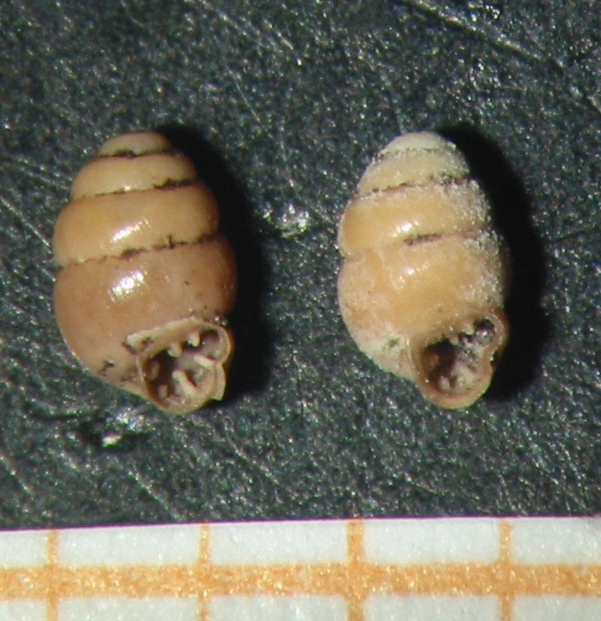 Vertigo pygmaea (Draparnaud, 1801)